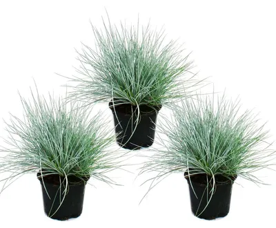 Produktbild von Blauschwingel-Gras - Festuca glauca - 9cm Topf 3 Pflanzen