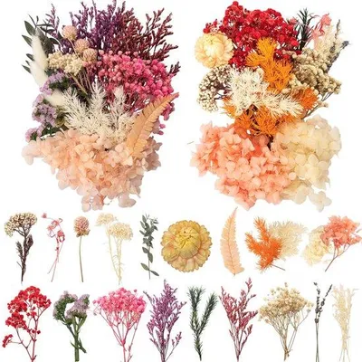 Immagine prodotto di Set creativo Azomor con fiori secchi per decorazioni artistiche e progetti di bricolage