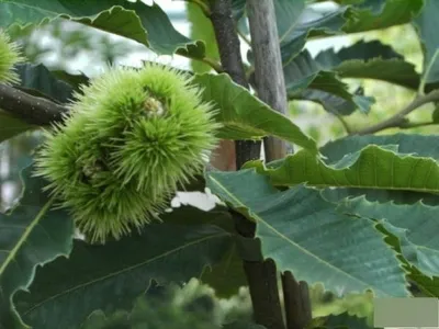 Produktbild von Castanea sativa - Edelkastanie - Esskastanie - Marone - 125-150