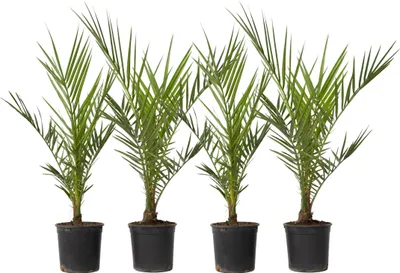 Produktbild von Datlovník kanárský - 4 ks. - Phoenix canariensis - Výška 50-60cm - ⌀15cm