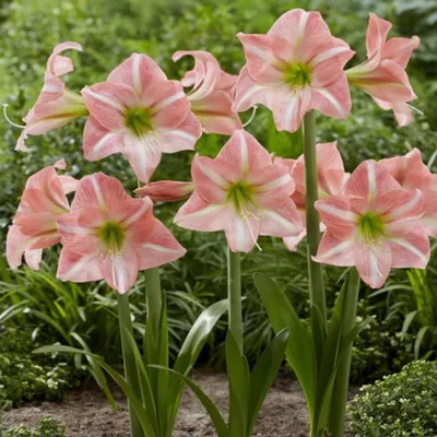 Obrázok produktu pre Hippeastrum - Amaryllis Sweet Dreams 1 ks. Cibule Cibule amaryllis