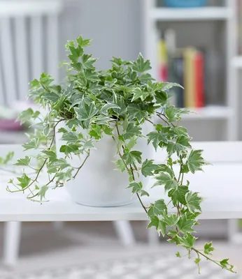 Produktbild von BALDUR Garten Efeu White Ripple, 1 Pflanze, Luftreinigende Zimmerpflanze, unterstützt das Raumklima, Hängepflanze für die Wohnung, schnell wachsende Grünpflanze, mehrjährig - frostfrei halten