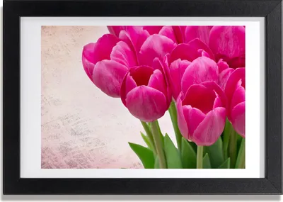 Produktbild von Bild 30x20 MDF-Rahmen, Wandkunst rosa Tulpen