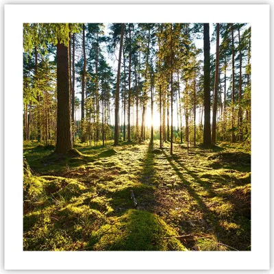 Produktbild von Poster - Poster ohne Rahmen - Wald Baum Natur - 50x50 cm - Wand Bild - Wanddeko - Wandbilder - Kunstposter - Wandposter - Bilder - Kunstdruck - Wanddekoration - Wandbild - P2XAC50x50-3724