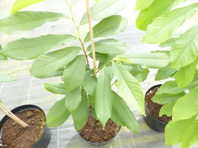Produktbild von Indianerbanane 180 cm Asimina triloba Sunflower Papau Pawpaw, winterhart