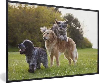 Produktbild von MuchoWow® MuchoWow® Gerahmtes Poster Hund - Park - Gras 90x60 cm - Poster mit zchwarzem Bilderrahmen - Fotorahmen - Foto-Plakat