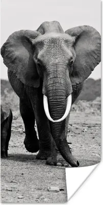 Produktbild von MuchoWow® Poster Elefant - Kind - Schwarz - Weiß 20x40 cm - Plakat - Foto