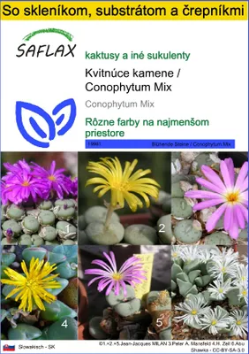 Obrázok produktu pre SAFLAX Kultivačný set - Kvitnúce kamene / Conophytum Mix - Conophytum Mix - 40 Semená - S mini skleníkom, pestovateľským substrátom a 2 črepníkmi