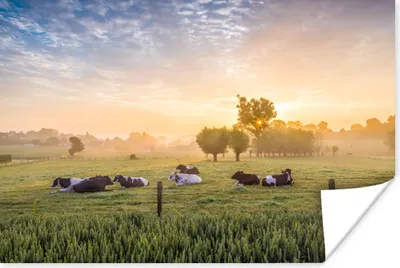 Produktbild von MuchoWow® Poster Kuh - Sonne - Gras 60x40 cm - Schlafzimmerdekoration