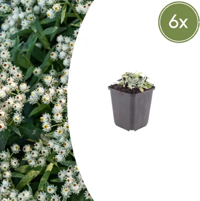 Zdjęcie produktu dla Anaphalis triplinervis | 6 sztuk - 10-25cm - Ø9cm - Roślina ogrodowa