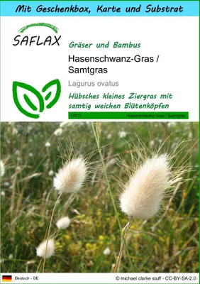 Produktbild von SAFLAX - Geschenk Set - Gräser-Bambus-Hasenschwanz-Gras / Samtgras - 100 Samen - Mit Geschenk- / Versandbox, Versandaufkleber, Geschenkkarte und Anzuchtsubstrat - Lagurus ovatus