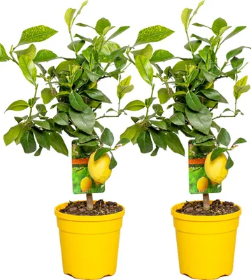 Image de Bloomique - Lot de 2 - Citrus Limon - Citronnier - Agrume - Arbre fruitier - Plantes de jardin - Hauteur 50-70 cm - Pot 19 cm