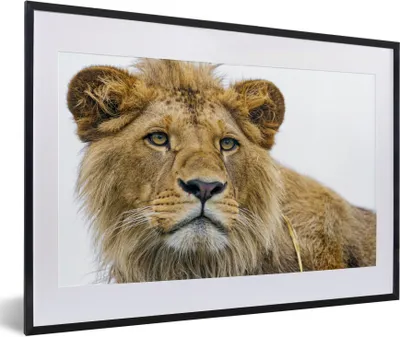 Produktbild von MuchoWow® Gerahmtes Poster Löwe - Porträt - Mantel 60x40 cm - Poster mit Schwarzem Bilderrahmen Wandposter Rahmen Foto Bilder - Schlafzimmer - Plakat in Rahmen - Drucken