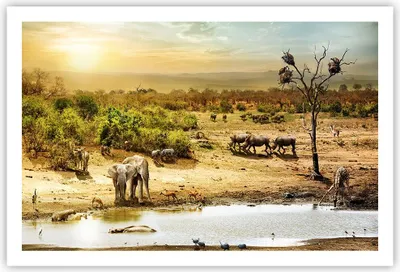 Produktbild von Poster - Poster ohne Rahmen - Safari Tiere - 91,5x61 cm - Wand Bild - Wanddeko - Wandbilder - Kunstposter - Wandposter - Bilder - Kunstdruck - Wanddekoration - Wandbild - P2XAA91x61-3880