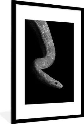 Produktbild von MuchoWow® Gerahmtes Poster Tiere - Schlange - Schwarz - Weiß - Porträt 60x90 cm - Poster mit Schwarzem Bilderrahmen Wandposter Rahmen Foto Bilder - Dekoration - Wandposter Wohnzimmer - Hochwertig