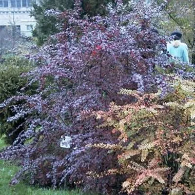 Obrázek produktu pro 2 x Berberys – Berberis ottawensis 'Superba' | 40-50 cm, rostlina v květináči