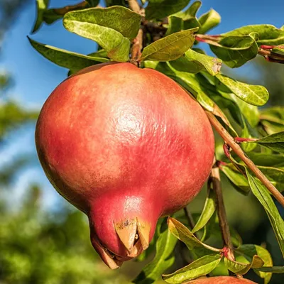 Immagine prodotto di Melograno (Punica granatum)  - 20 semi