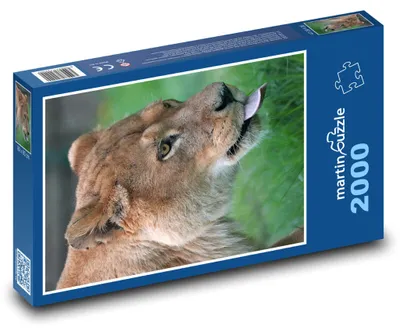 Obrázok produktu pre martinpuzzle - Puzzle 2000 - Lvice