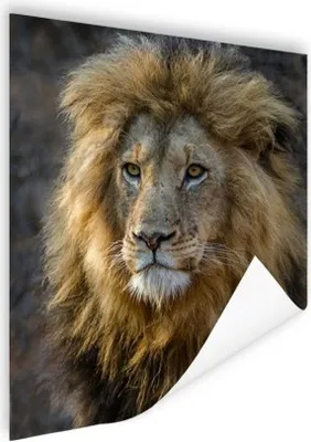 Produktbild von MuchoWow® Poster Löwe - Porträt - Wildtiere 120x160 cm - Wandbilder