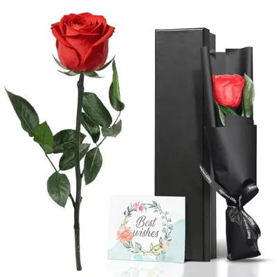 Konservierte Echt-Rose rot 30-32 cm in Geschenkbox