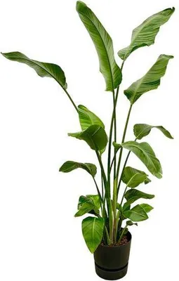 Zdjęcie produktu dla Strelitzia Nicolai – strzelicja drzewiasta, średnica 30 cm, wysokość 180 cm, roślina doniczkowa, donica XL