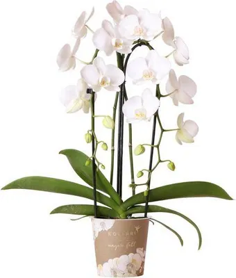 Produktbild von Phalaenopsis Orchidee Weiß Niagara Fall Ø12cm 55 60cm hoch Blühende pflegeleicht
