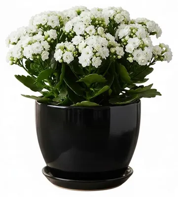Zdjęcie produktu dla Doniczka Ceramiczna Czarna Połysk Średnica 22 Cm Wysokość 18,5 Cm