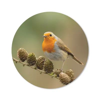 Produktbild von MuchoWow® Mauspad Mousepad Vogel - Rotkehlchen - Tannenzapfen - Zweig - Herbst 20x20 cm - Mousepads - Maus Mat - Pad - Mausunterlage - Schreibtischmatte