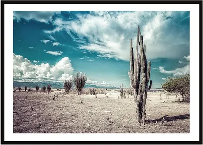 Obrázok produktu pre Obrazový plagát v ráme 33x43 cm Cacti P2245