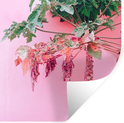 Produktbild von MuchoWow® Wandtattoo Wandsticker Wandaufkleber Palme - Tropisch - Rosa - Sommer 30x30 cm Selbstklebend und Repositionierbar - Repositionierbar - Wasser abweisend