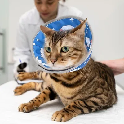 Produktbild von Verstellbare Halsband für Katzen - Weich und schützend - Blau - Größe S
