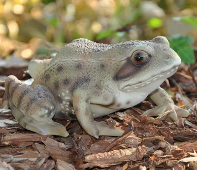 Produktbild von Gartenfigur Teichfigur Dekofigur Frosch