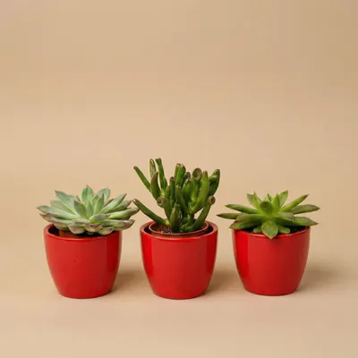 Immagine prodotto di Set di 3 piante grasse con mini vaso in VetroVetroceramica rossa 3 piante grasse