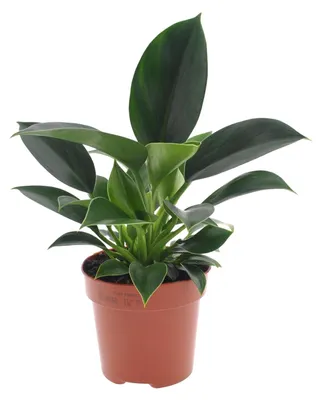 Produktbild von Philodendron Grüne Prinzessin - 25cm - Ø12cm - Zimmerpflanze - Immergrün