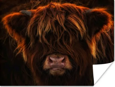 Produktbild von MuchoWow® Poster Schottischer Highlander - Kuh - Schwarz - Porträt 120x90 cm - Wandbild