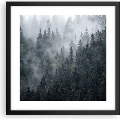 Produktbild von Gerahmtes Poster - Schwarzer Rahmen - Wald Baum Natur - 40x40 cm - Wand Bild - Wanddeko - Wandbilder - Kunstposter - Wandposter - Bilderrahmen - Bilder - Kunstdruck - Wandbild - P2BAC40x40-4074