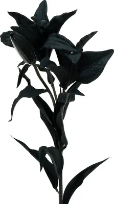 Produktbild von Kunstblume Lilie Schwarz 84cm Seidenblume Deko
