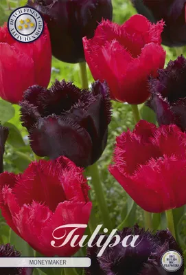 Artikelbild 2 von 'Tulpe Moneymaker (10 Stück)' aus der Kategorie Tulpenzwiebeln