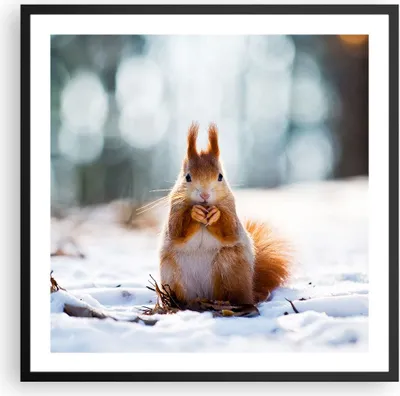 Produktbild von Gerahmtes Poster - Schwarzer Rahmen - Eichhörnchen Winter Schnee Essen - 60x60 cm - Wand Bild - Wanddeko - Wandbilder - Wandposter - Bilderrahmen - Bilder - Kunstdruck - Wandbild - P2BAC60x60-2798