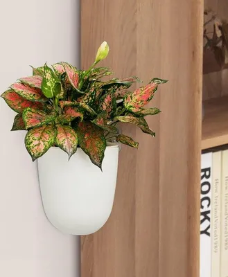 Immagine prodotto di Set di vasi da parete - Decorazione moderna - 2 pezzi - Una vista sul verde