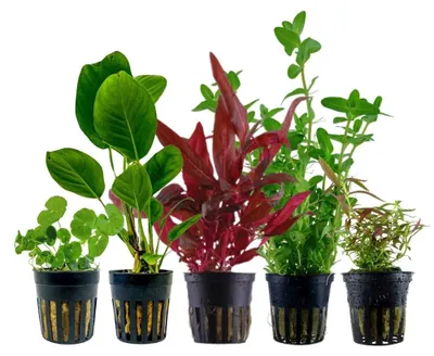 Produktbild von Pflanzen Set mit 5 Einsteiger Topf Aquarium Wasserpflanzen AquaOne Nr.219