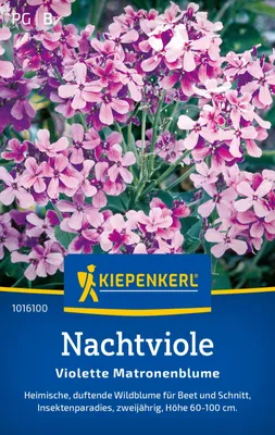 Produktbild von Kiepenkerl Nachtviolensamen Violette Matronenblume Hesperis matronalis 50 Pflanzen