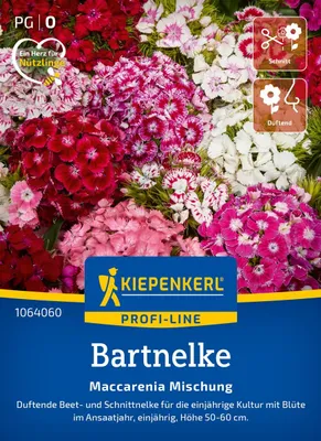 Produktbild von Kiepenkerl Bartnelkensamen Maccarenia 50 Pflanzen