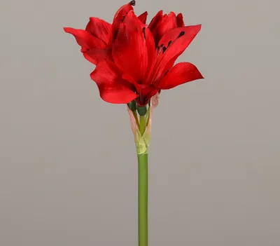 Produktbild von DPI Amaryllis rot 51 cm