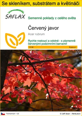 Obrázek produktu pro SAFLAX Kultivační sada - červený javor - Acer rubrum - 20 Semena - S mini skleníkem, pěstebním substrátem a 2 květináči