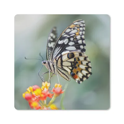 Produktbild von MuchoWow® Mauspad Mousepad Seiten Schmetterling auf Blume 20x20 cm - Mousepads - Maus Mat - Pad - Mausunterlage - Desk Mat - Bureauartikeln