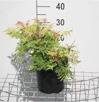Image de Sorbaria sorbifolia - Sorbier de Sibérie 40- 60 cm - conteneur