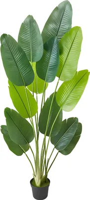 Image de SucceBuy Oiseau de paradis artificiel, 1,8 m de haut, plante tropicale avec 13 tiges & pot blanc, arbre en soie artificielle, grande décoration pour vérandas, salons, terrasses, maison et bureau
