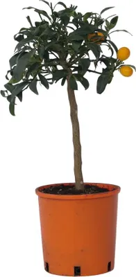 Zdjęcie produktu dla Kalamondin - Citrus microcarpa fortunella 'Kumquat' - W50-60cm - ⌀19cm