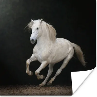 Produktbild von MuchoWow® Poster Pferde - Schwarz - Porträt 75x75 cm - Wand Dekoration